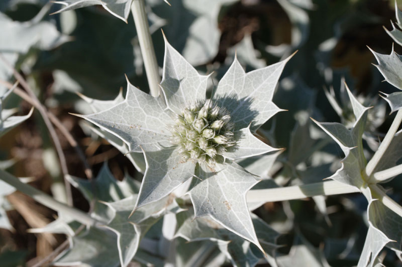 Eryngium maritimum e campestre